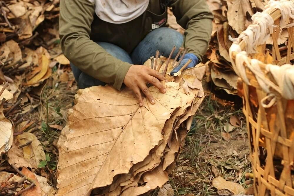 no-boil Catappa leaf extract